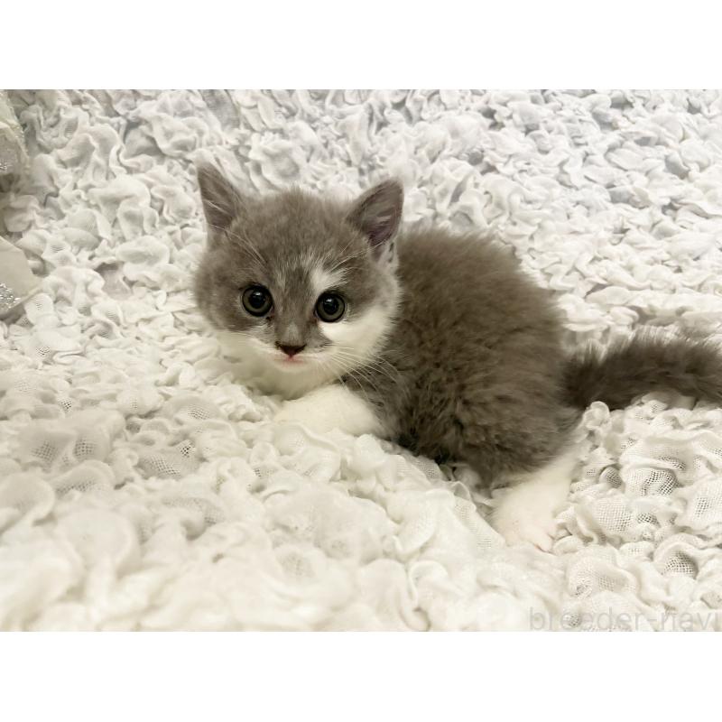 販売中の島根県のブリティッシュショートヘア-131740の2枚目