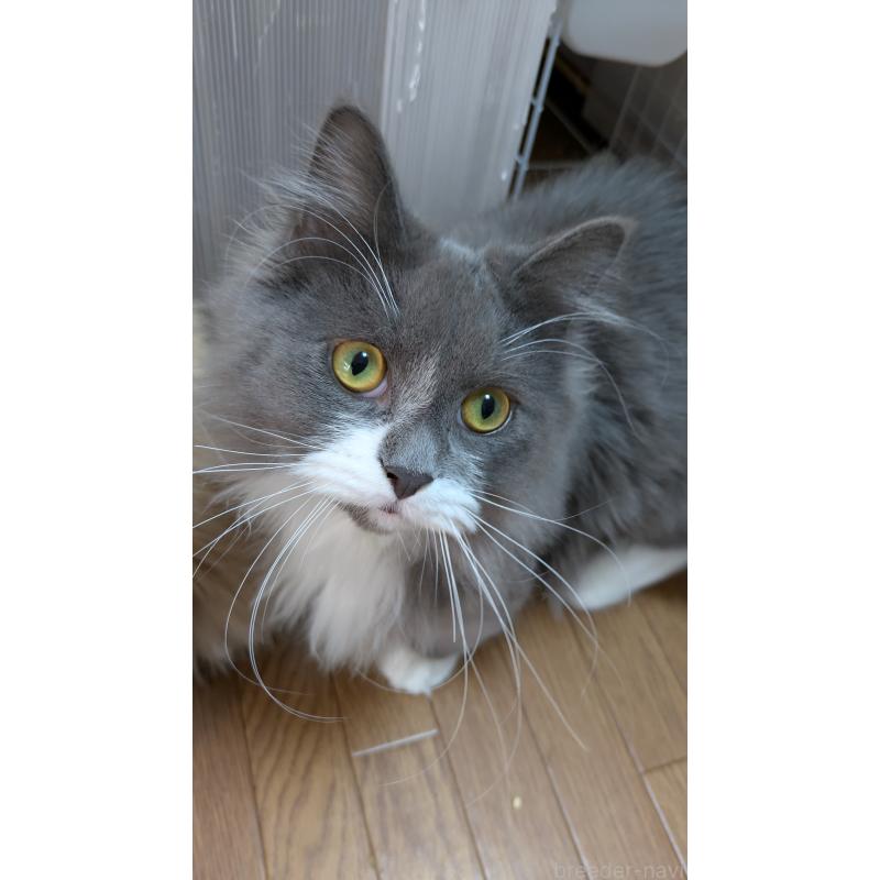 販売中の大阪府のミヌエット-120590の6枚目