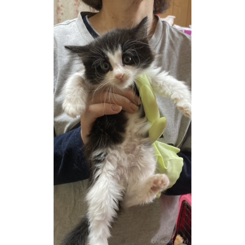 販売中の福岡県のノルウェージャンフォレストキャット-134225