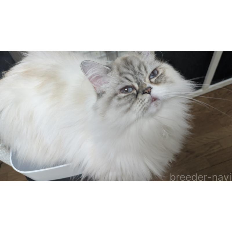 販売中の大阪府のミヌエット-81309