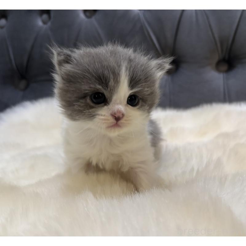 販売中の鹿児島県のマンチカン-134226の7枚目