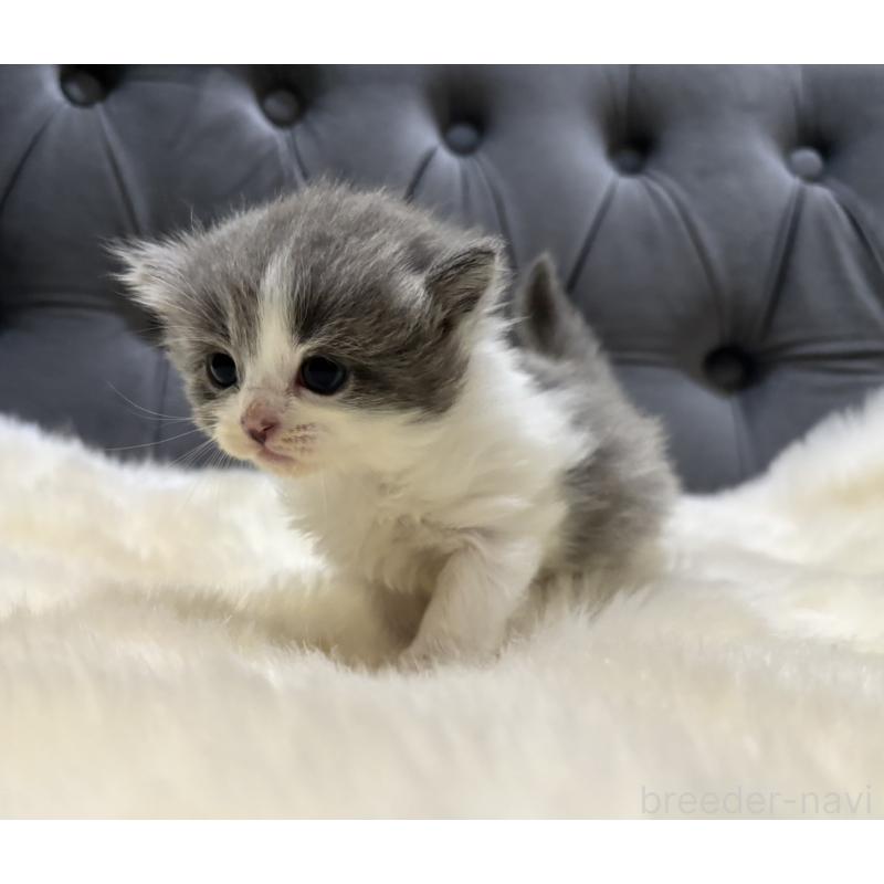 販売中の鹿児島県のマンチカン-134226の5枚目