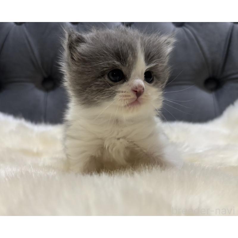 販売中の鹿児島県のマンチカン-134226の4枚目