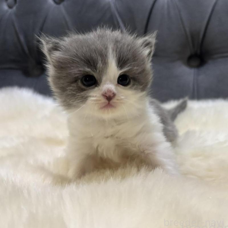 販売中の鹿児島県のマンチカン-134226の1枚目