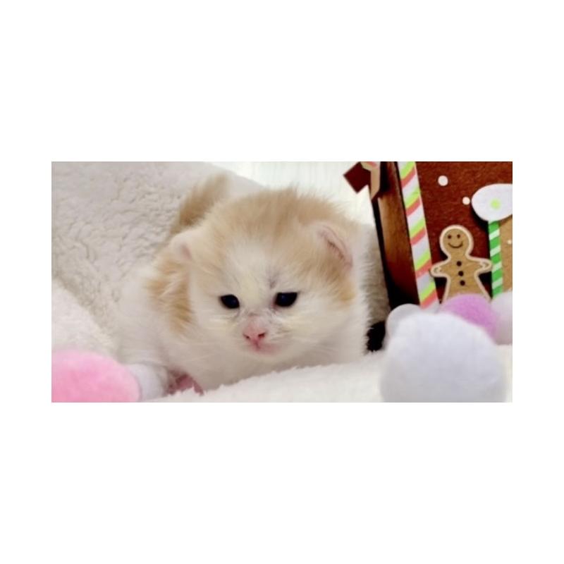 販売中の愛知県のサイベリアン-134227の6枚目