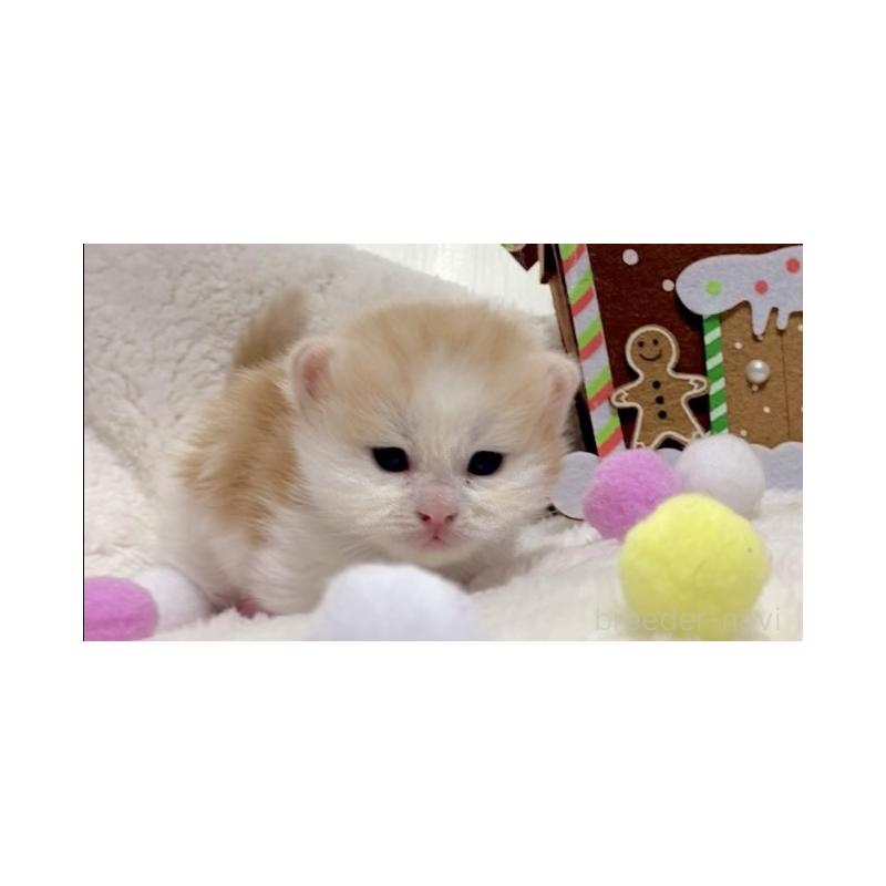 販売中の愛知県のサイベリアン-134227の5枚目