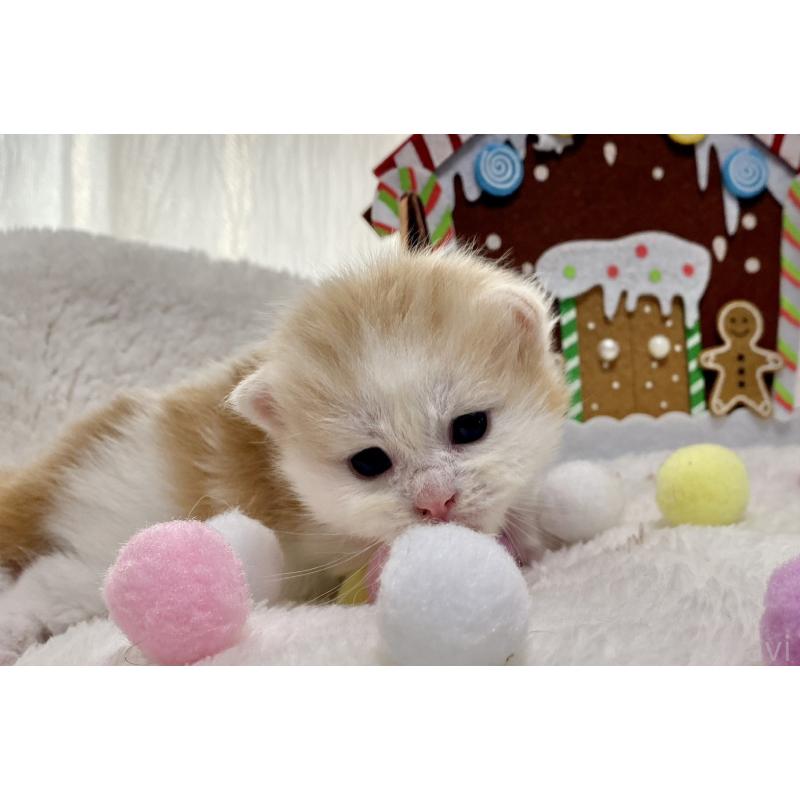 販売中の愛知県のサイベリアン-134227の4枚目