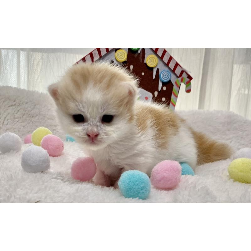 販売中の愛知県のサイベリアン-134227の3枚目