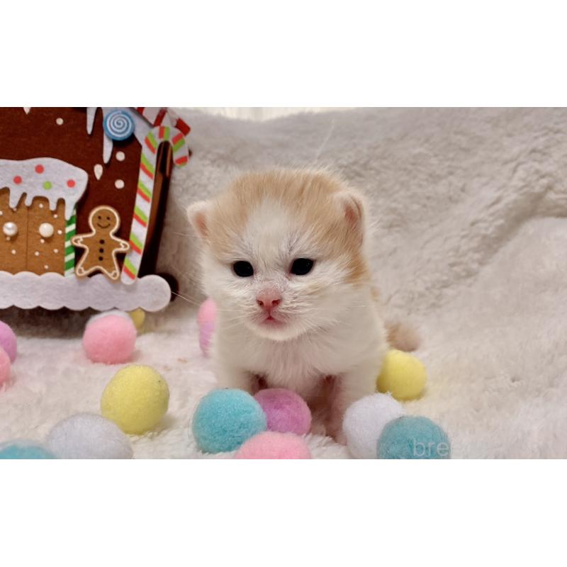 販売中の愛知県のサイベリアン-134227の2枚目