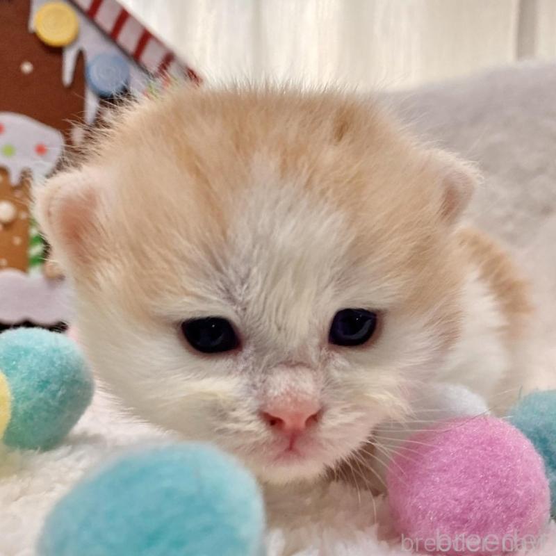 販売中の愛知県のサイベリアン-134227の1枚目