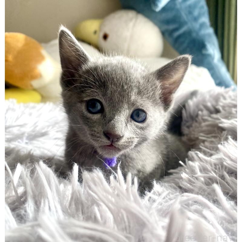 販売中の東京都のロシアンブルー-133325の47枚目