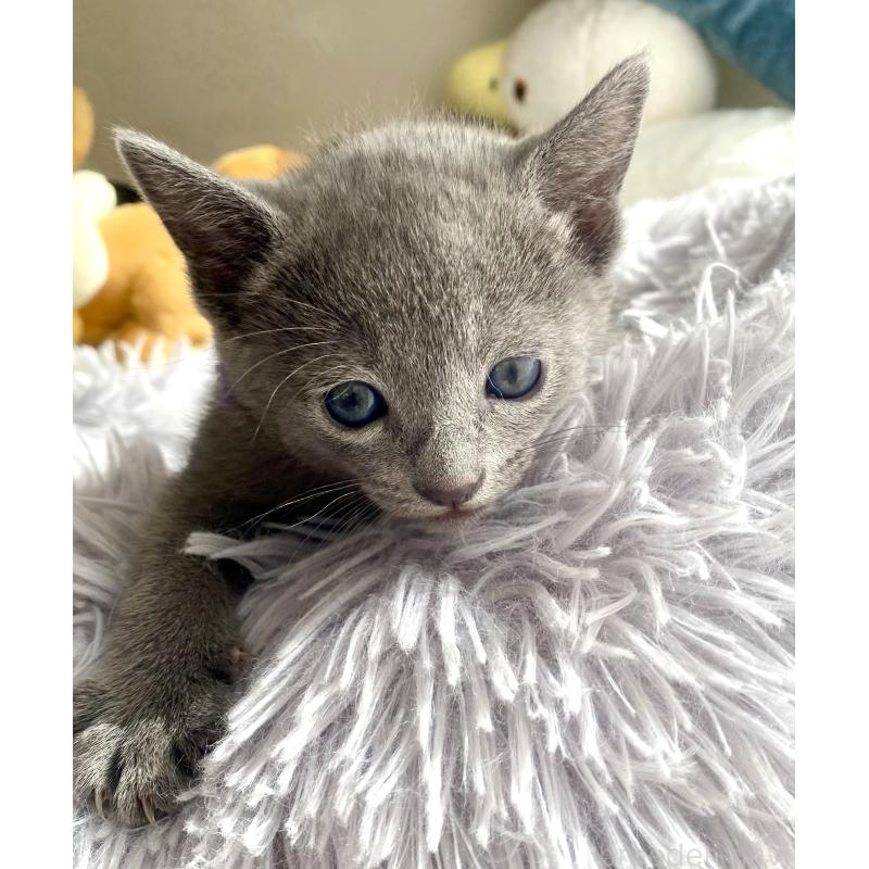 販売中の東京都のロシアンブルー-133325の45枚目