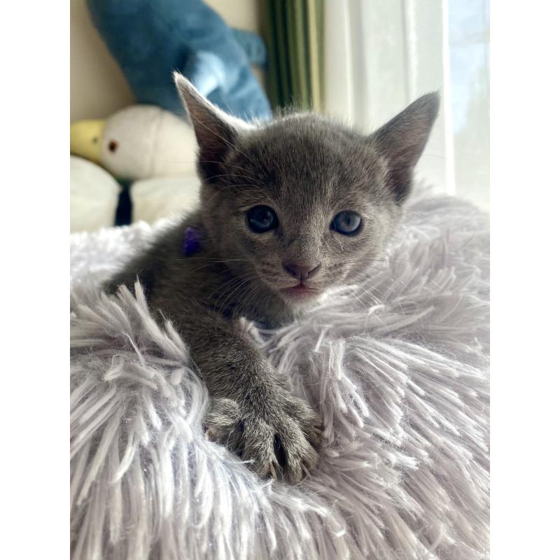 販売中の東京都のロシアンブルー-133325の44枚目