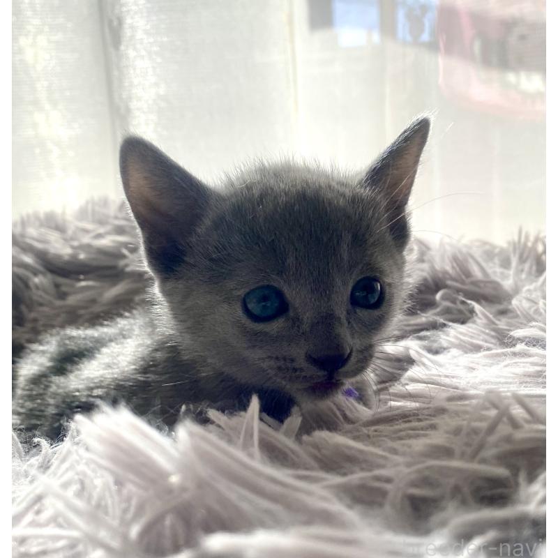 販売中の東京都のロシアンブルー-133325の43枚目