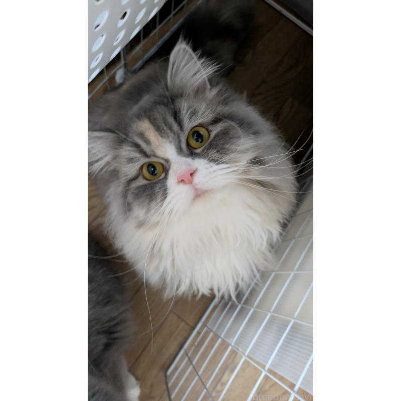 販売中の大阪府のミヌエット-134230の8枚目