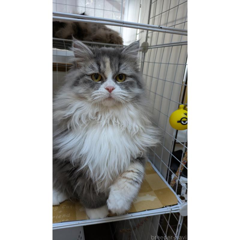 販売中の大阪府のミヌエット-134230の7枚目