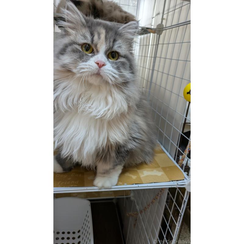 販売中の大阪府のミヌエット-134230の6枚目