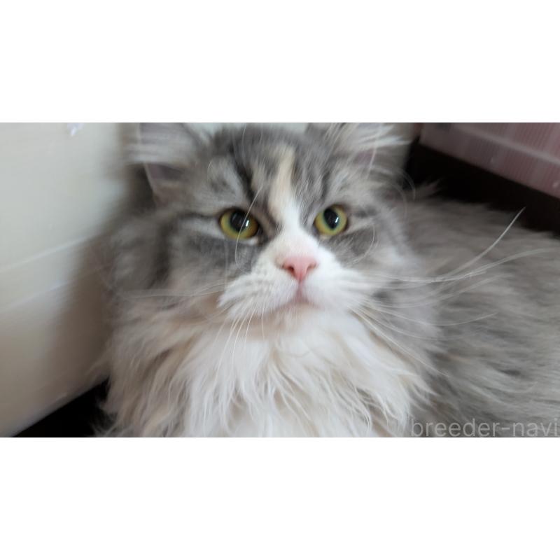 販売中の大阪府のミヌエット-134230の5枚目