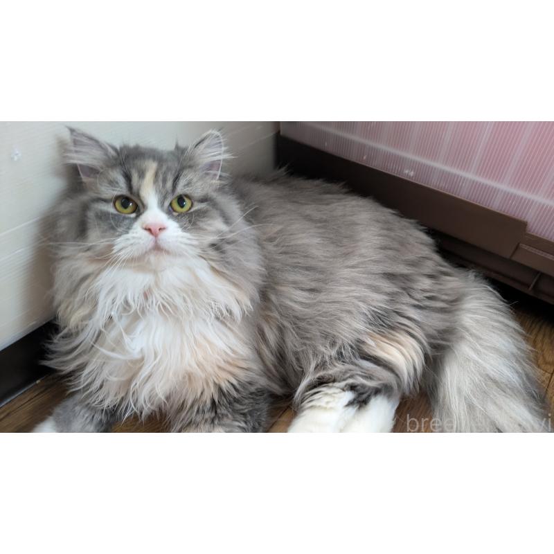 販売中の大阪府のミヌエット-134230の4枚目