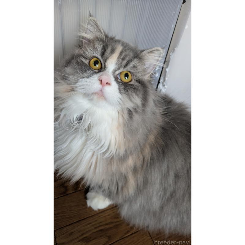 販売中の大阪府のミヌエット-134230の3枚目