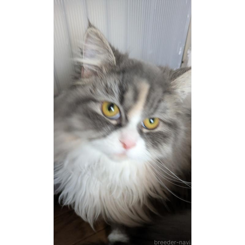 販売中の大阪府のミヌエット-134230の2枚目