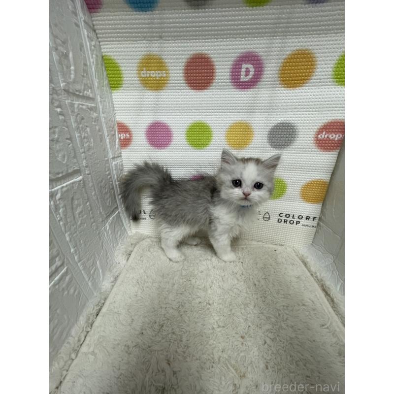 販売中の鳥取県のミヌエット-134229の3枚目