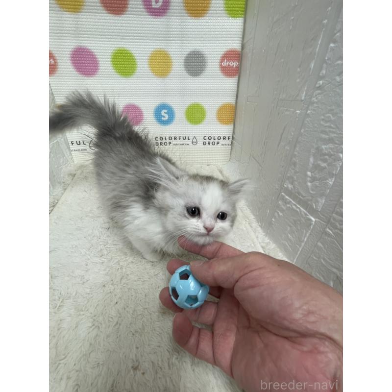 販売中の鳥取県のミヌエット-134229の2枚目