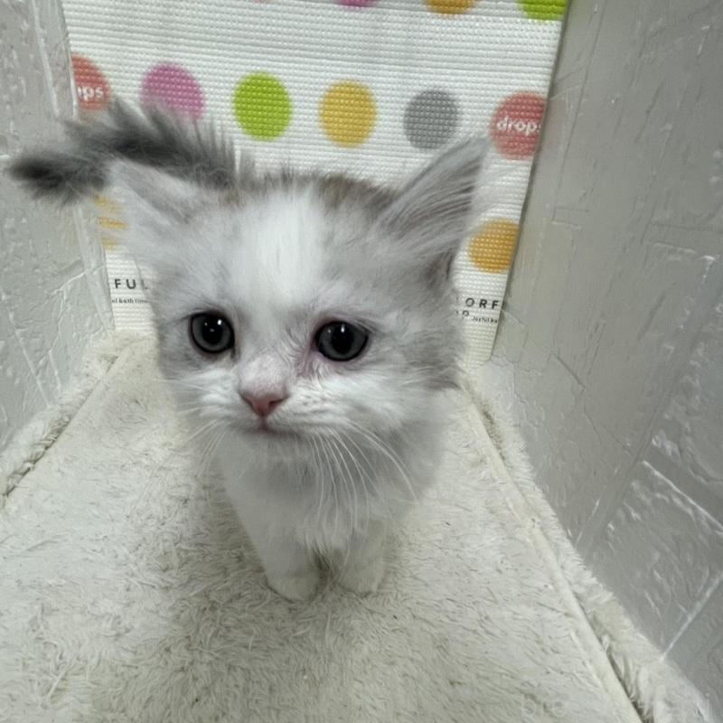 販売中の鳥取県のミヌエット-134229