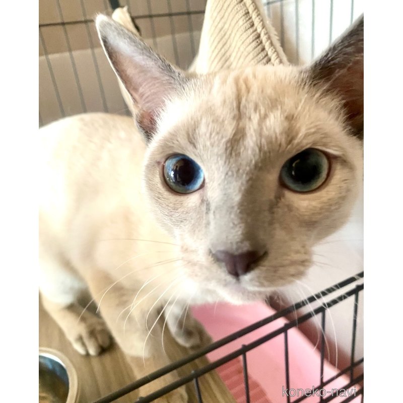 ライスくん1枚目