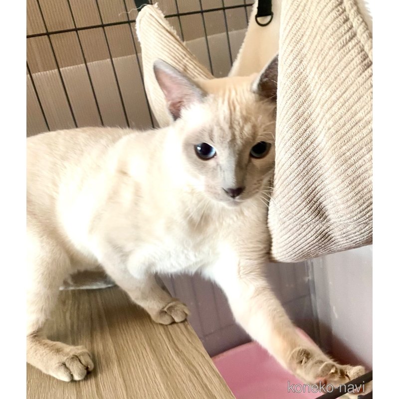 ライスくん1枚目