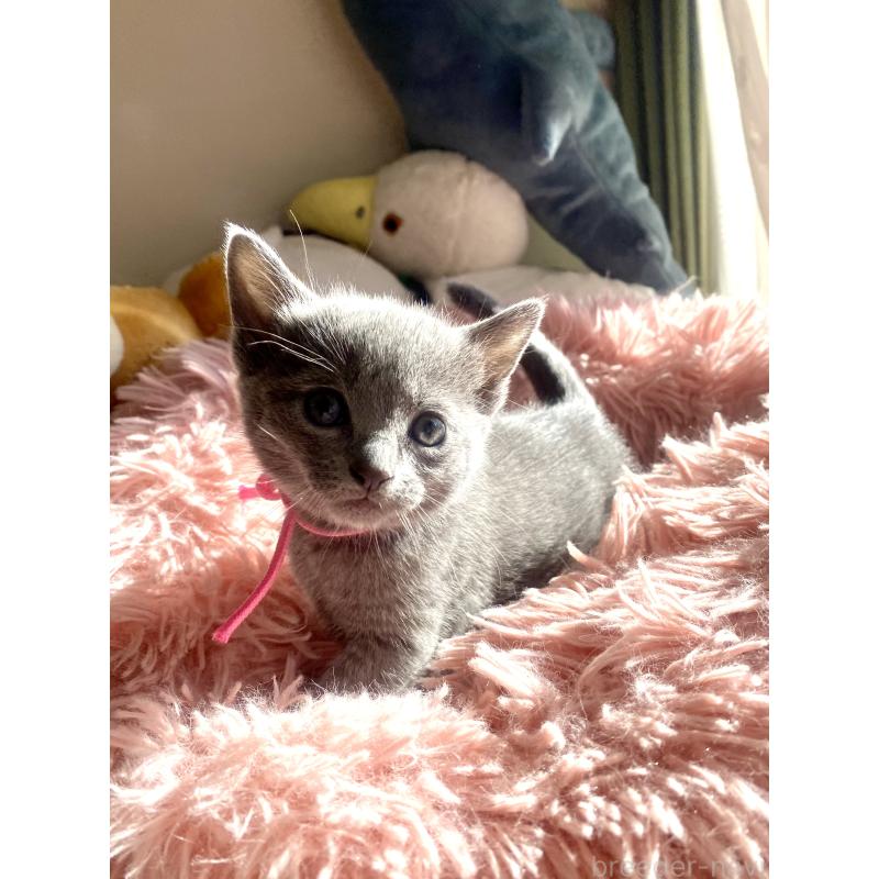 商談中の東京都のロシアンブルー-133326の54枚目