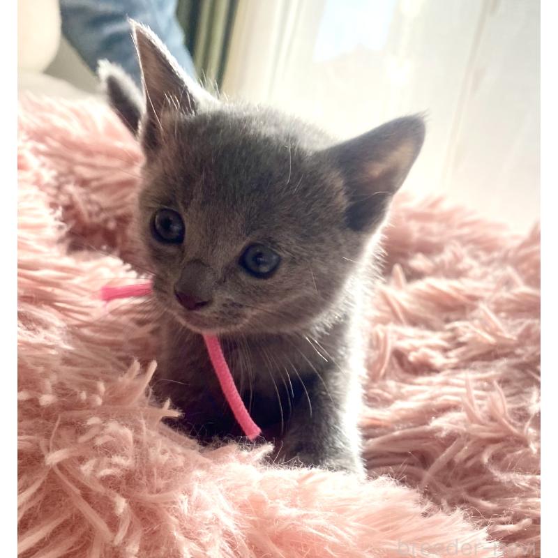 商談中の東京都のロシアンブルー-133326の53枚目