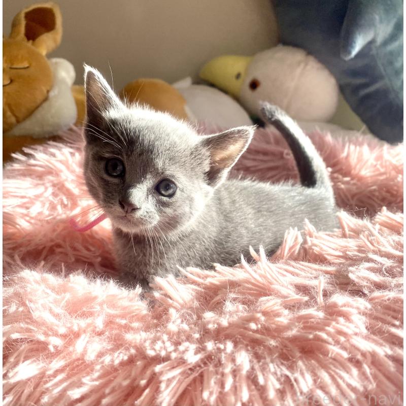 商談中の東京都のロシアンブルー-133326の51枚目