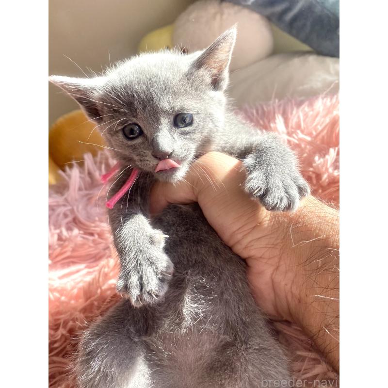 商談中の東京都のロシアンブルー-133326の50枚目