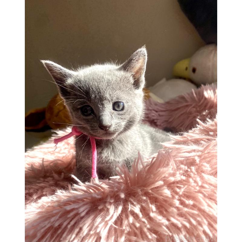 商談中の東京都のロシアンブルー-133326の48枚目