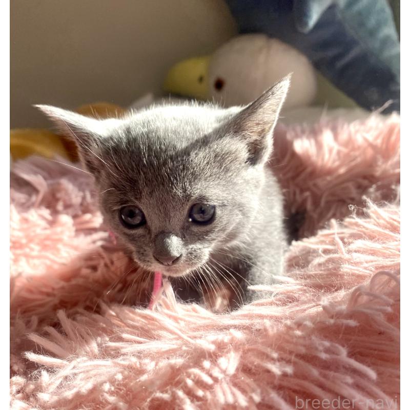 販売中の東京都のロシアンブルー-133326