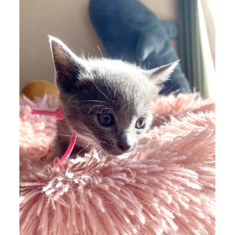 商談中の東京都のロシアンブルー-133326の45枚目