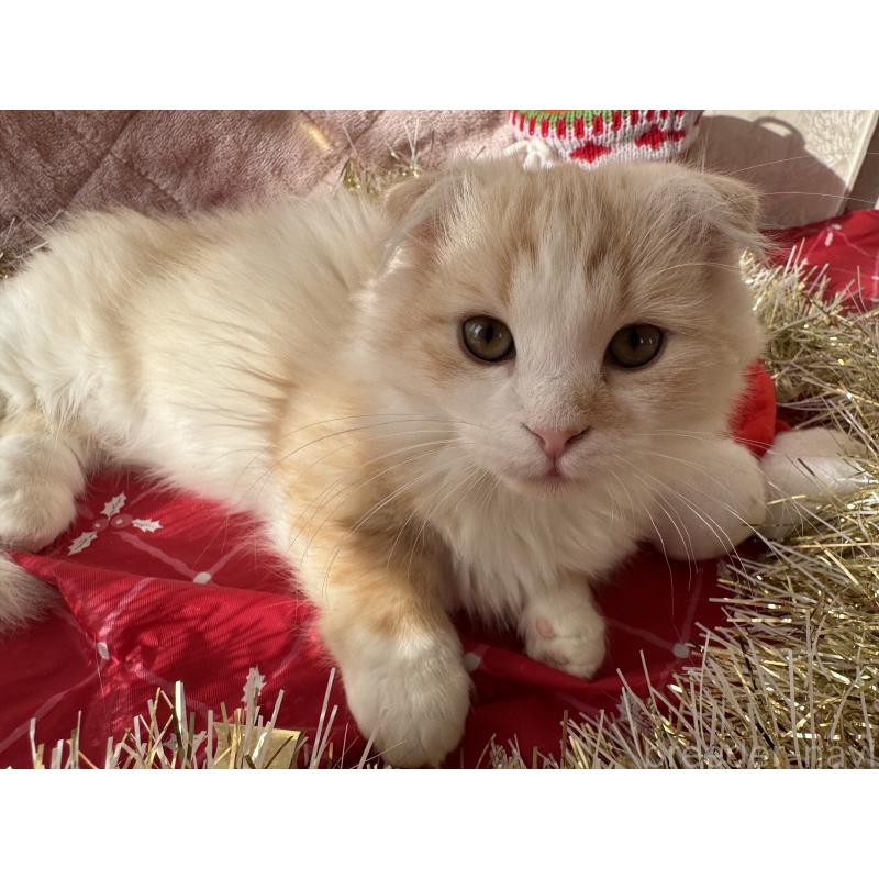 販売中の千葉県のマンチカン(短足)-128542の2枚目