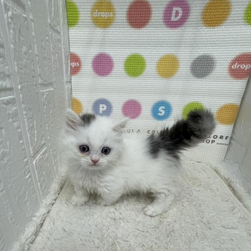 販売中の鳥取県のミヌエット(短足)-134231の8枚目