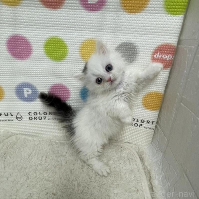 販売中の鳥取県のミヌエット(短足)-134231の7枚目