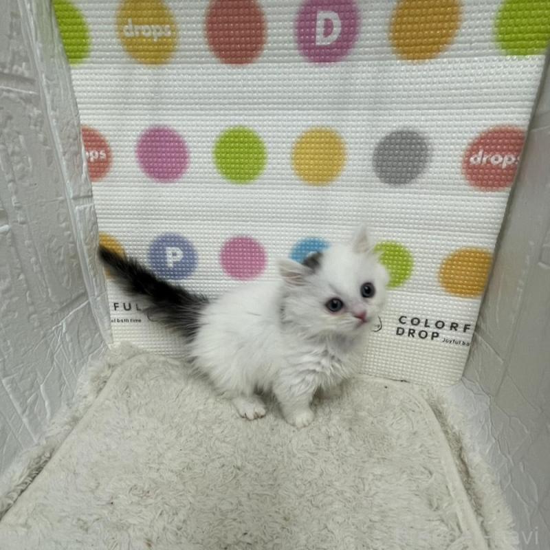 販売中の鳥取県のミヌエット(短足)-134231の6枚目