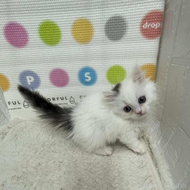 販売中の鳥取県のミヌエット(短足)-134231の5枚目