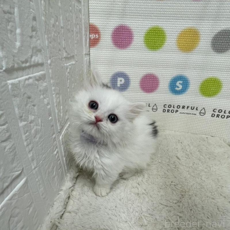 販売中の鳥取県のミヌエット(短足)-134231の4枚目