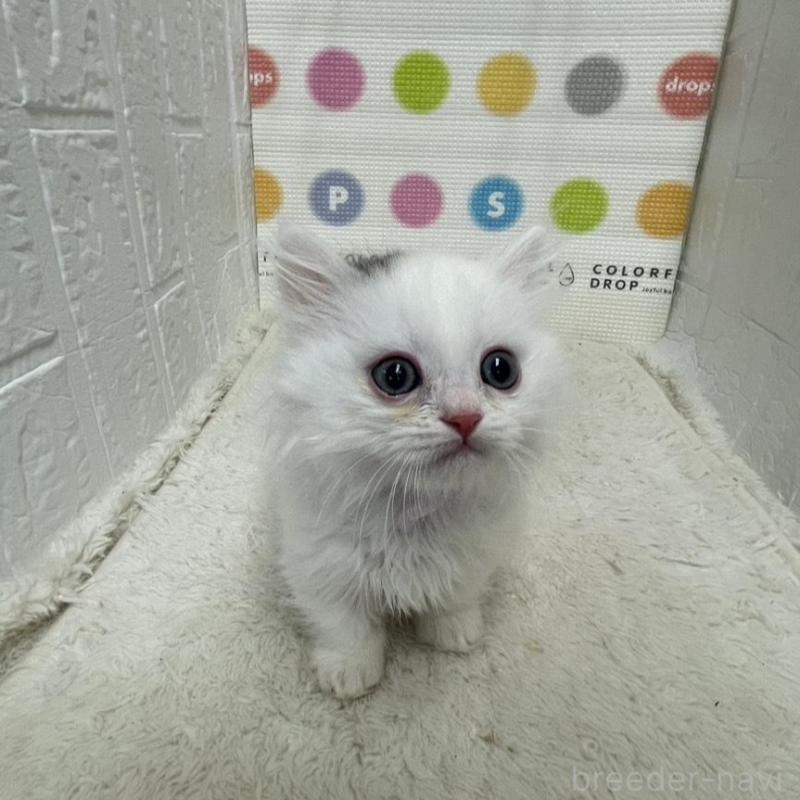 販売中の鳥取県のミヌエット(短足)-134231の3枚目