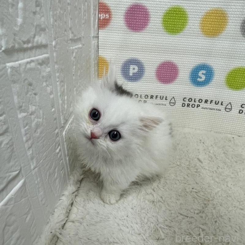 販売中の鳥取県のミヌエット(短足)-134231の2枚目