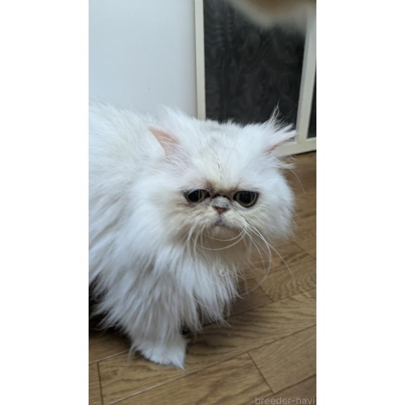 販売中の大阪府のミヌエット-134233の6枚目