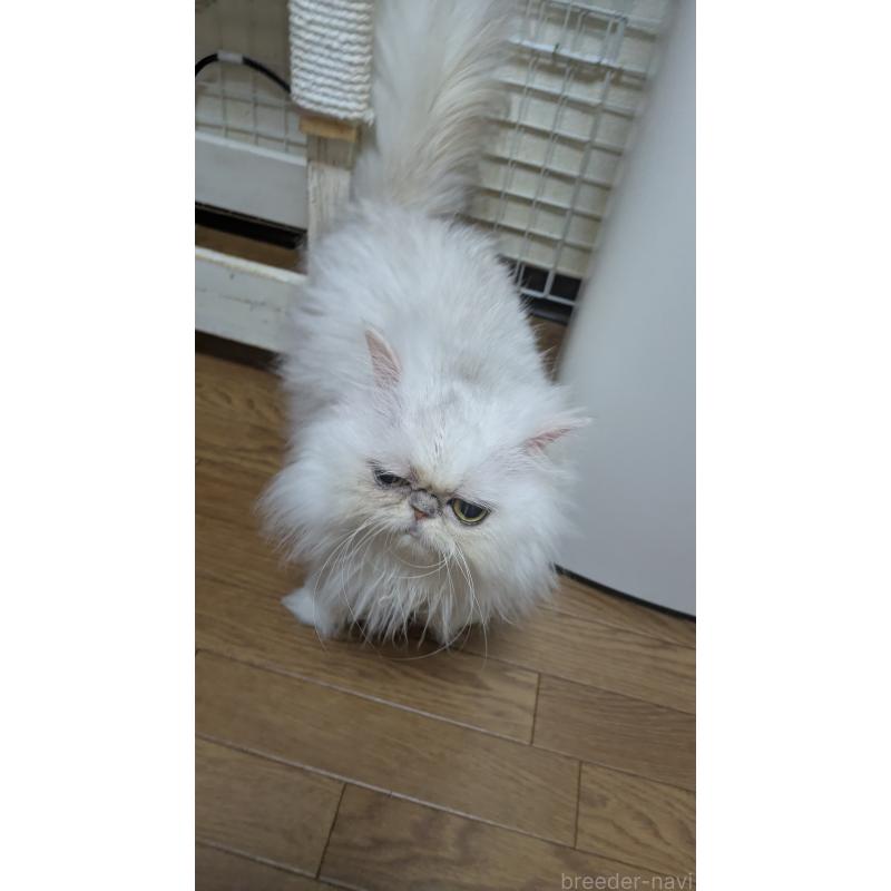 販売中の大阪府のミヌエット-134233の4枚目