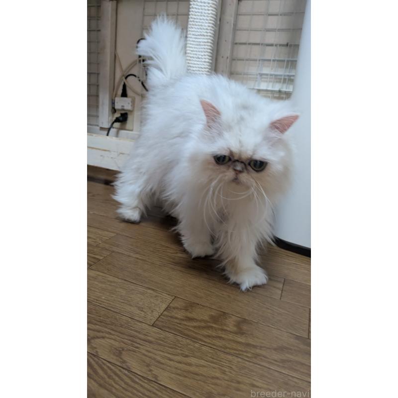 販売中の大阪府のミヌエット-134233の3枚目