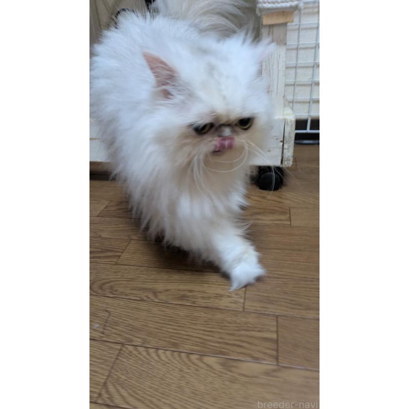 販売中の大阪府のミヌエット-134233の2枚目