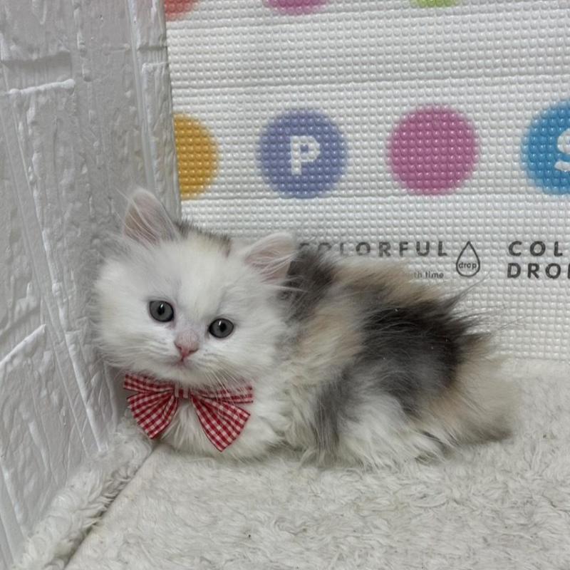 販売中の鳥取県のミヌエット(短足)-134232の10枚目